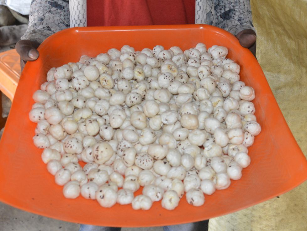 Makhana processing & product gallery 2
