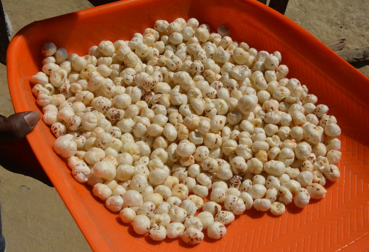 Makhana processing & product gallery 3